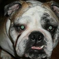 Susan Cortese Photo 6