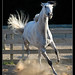 Ian Gray Photo 35