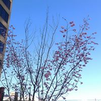 Hsin Lin Photo 28