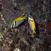 Jeff Rayner Photo 30