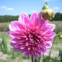 Valerie Harrison Photo 48