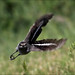 Robin Macgregor Photo 10