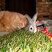 Debbie Link Photo 26