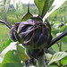 Bud Summers Photo 13