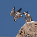Michael Falco Photo 38