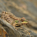 David Almonte Photo 9