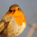 Robin Carr Photo 45
