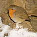 Robin Christ Photo 11