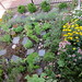 Susan Parsley Photo 16