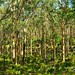 Margaret Forest Photo 7