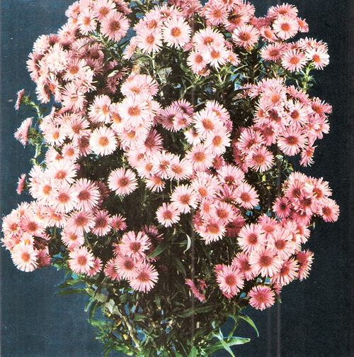 Alice Costa Photo 11
