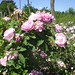 Catherine Garten Photo 5