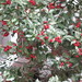 Holly Greenleaf Photo 5