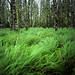 Steven Forest Photo 6