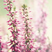 Carol Heath Photo 19