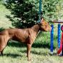 Joy Johnston Photo 19
