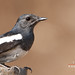 Robin Roy Photo 43