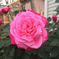 Barbara Gilbert Photo 25