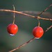 Dawn Berry Photo 18