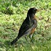 Robin Holtz Photo 14