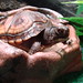Jason Herman Photo 23
