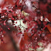 Laura Garnet Photo 6
