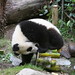 Su Chew Photo 14