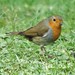 Robin Handy Photo 14
