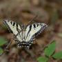 Debbie Doyle Photo 29