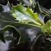 Holly Greenleaf Photo 8