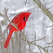Carol Cardinal Photo 15