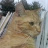 Michele Goad Photo 4