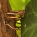 Galen Root Photo 9
