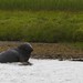 Devon Seal Photo 5