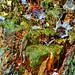 Dennis Forest Photo 8