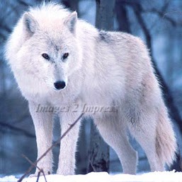 Jennifer Samuels Photo 41
