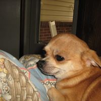 Susan Hutchens Photo 33