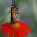 Jose Ayres Photo 21