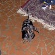 Frank Alexander Photo 7