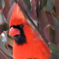 Janice Lanham Photo 14