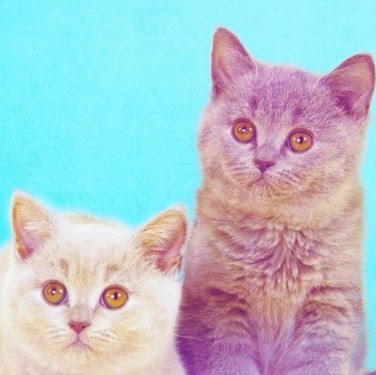 Jade Stephens Photo 8