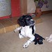 Dennis Springer Photo 29