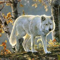 Robin Sanborn Photo 6