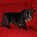 Cutie Arnold Photo 3