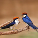 James Nester Photo 27