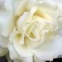 Ann Hinds Photo 25