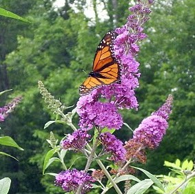 Nancy Duffey Photo 4