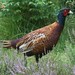 Heather Pheasant Photo 13