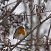 Robin Kea Photo 8