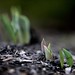 Spring Tuttle Photo 3